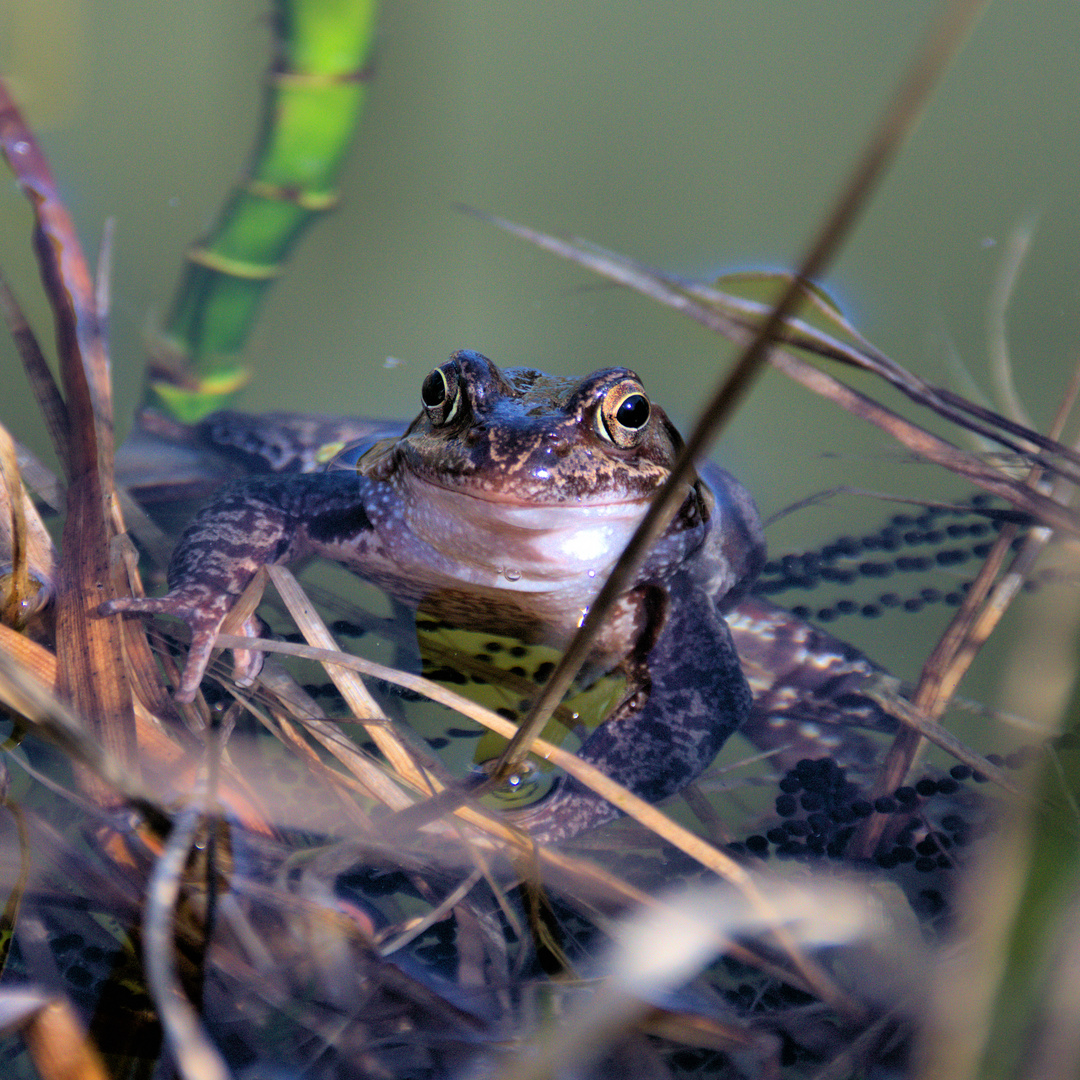 Frosch bewacht fremden Laich