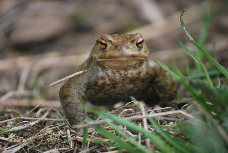 Frosch