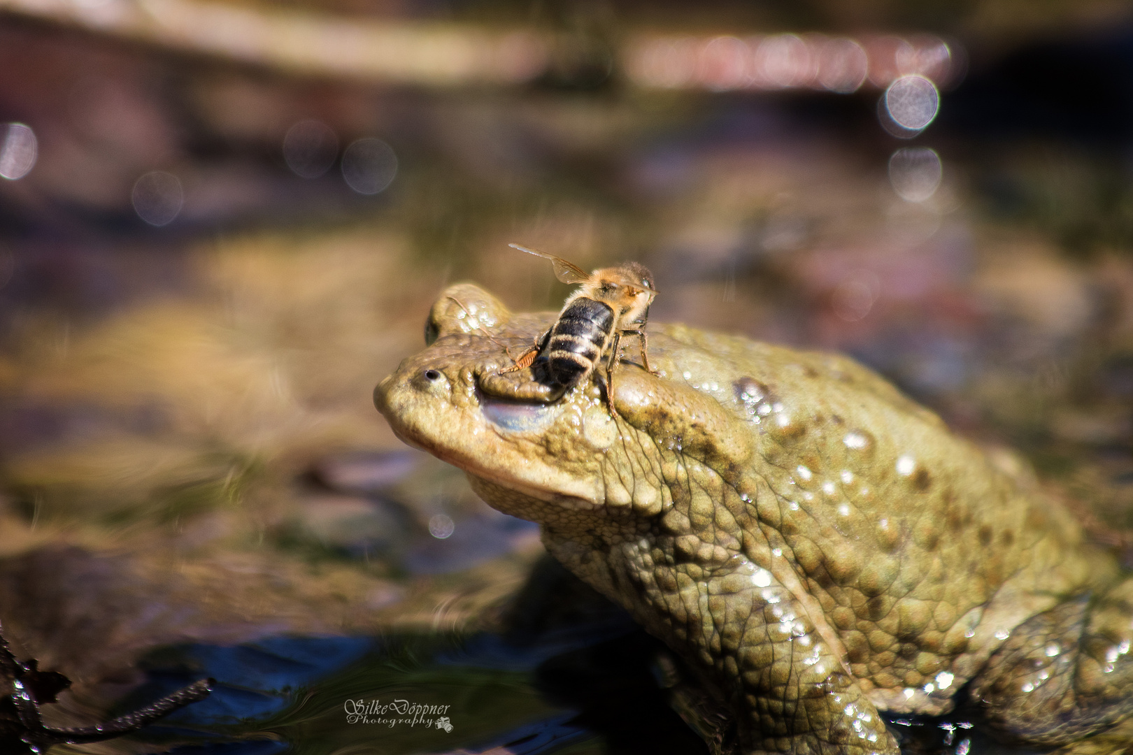 Frosch & Biene