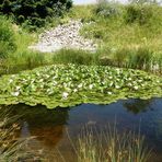 Frosch Biotop am Hallwilersee