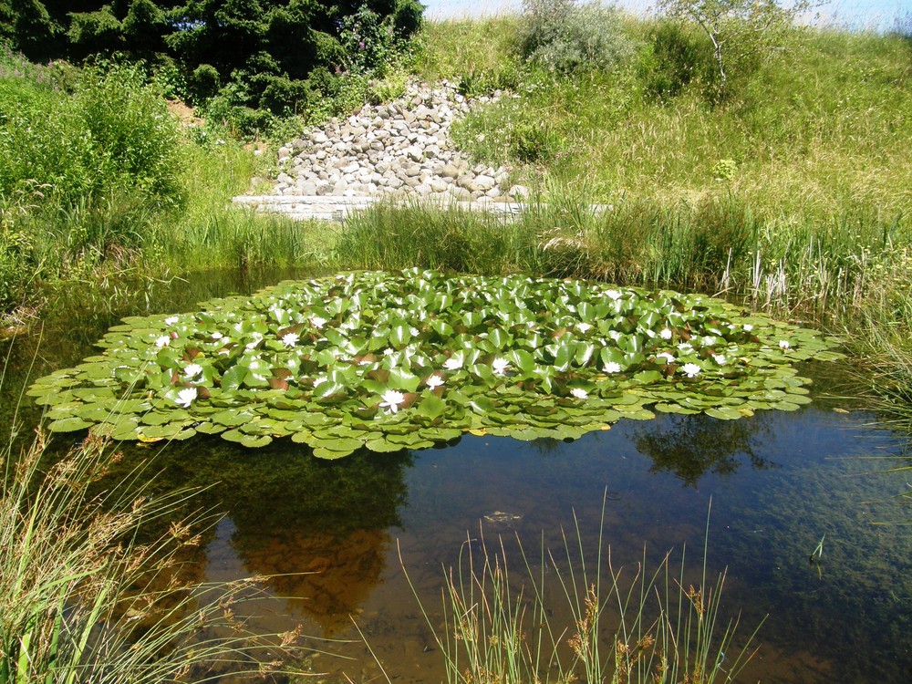 Frosch Biotop am Hallwilersee