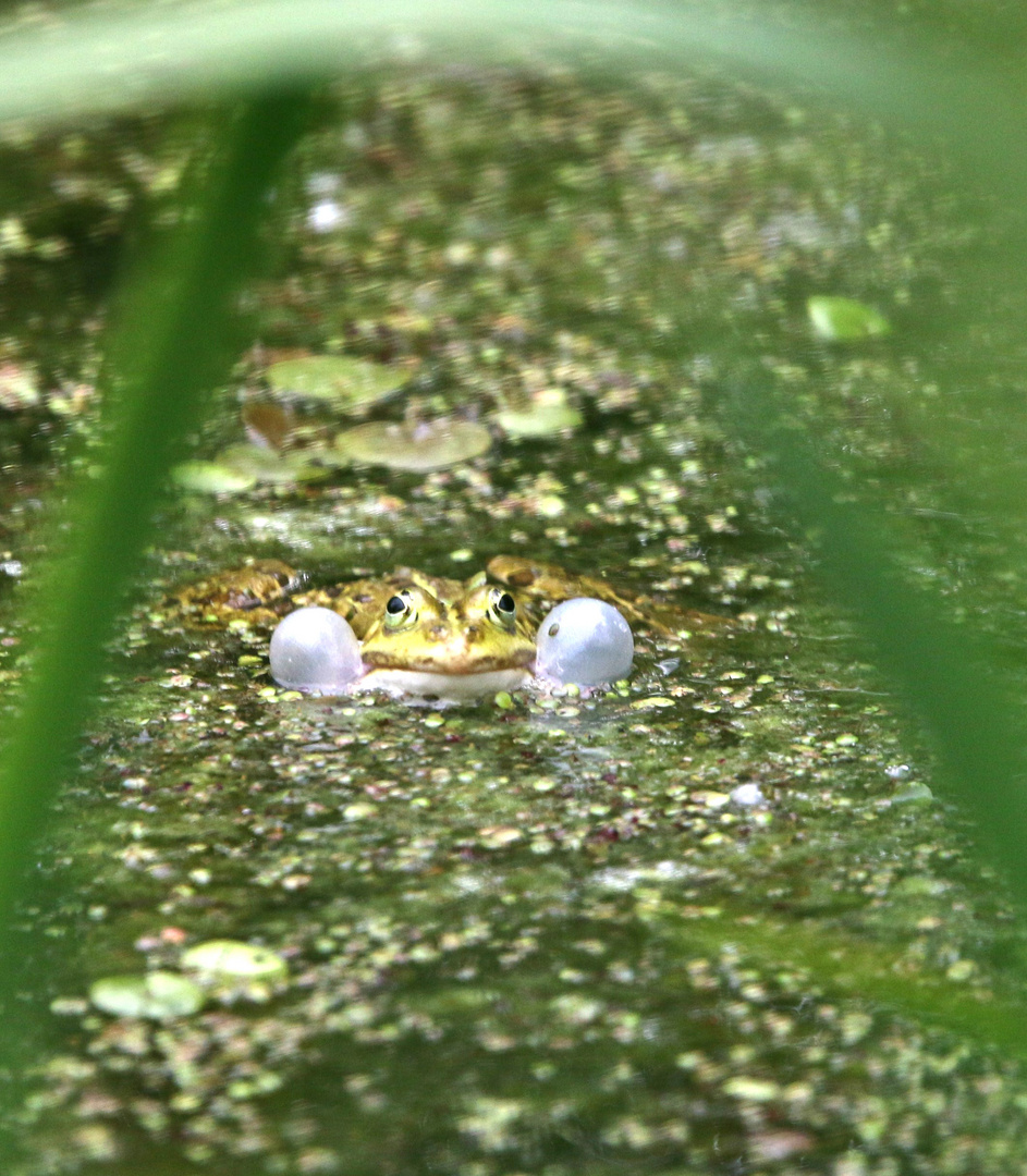 Frosch bläst Backen auf