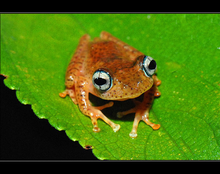 Frosch - Boophis difficilis