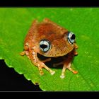 Frosch - Boophis difficilis