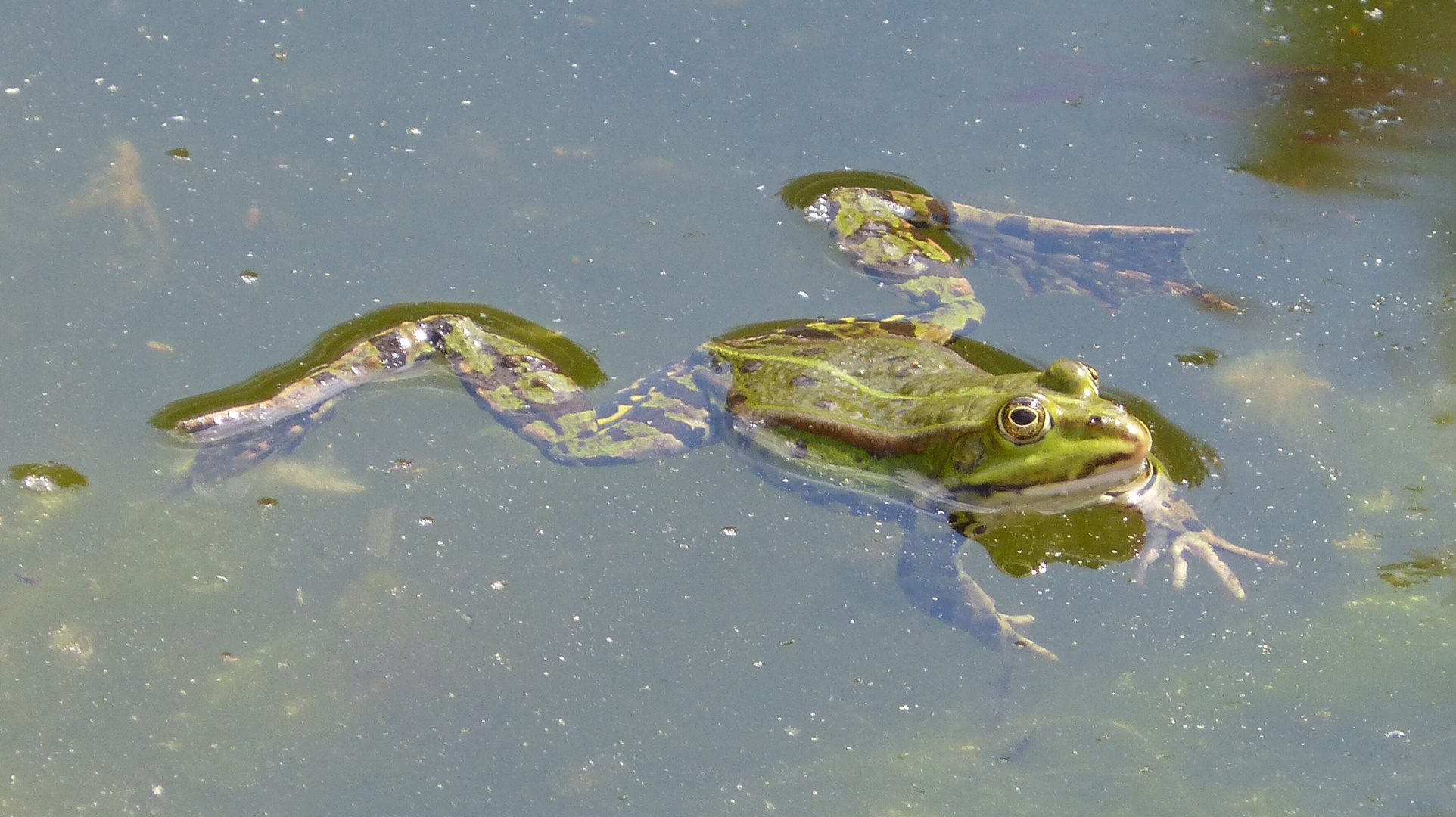 Frosch Buga Düsseldorf