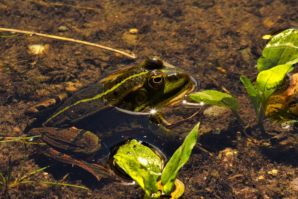 Frosch