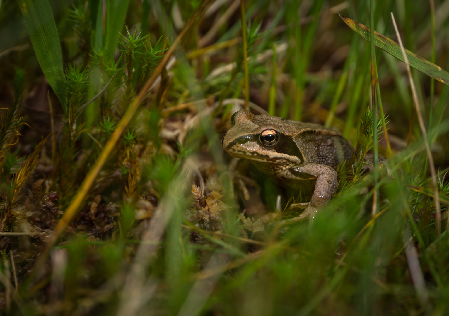 Frosch