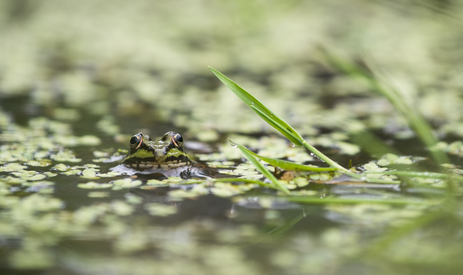 ___Frosch___