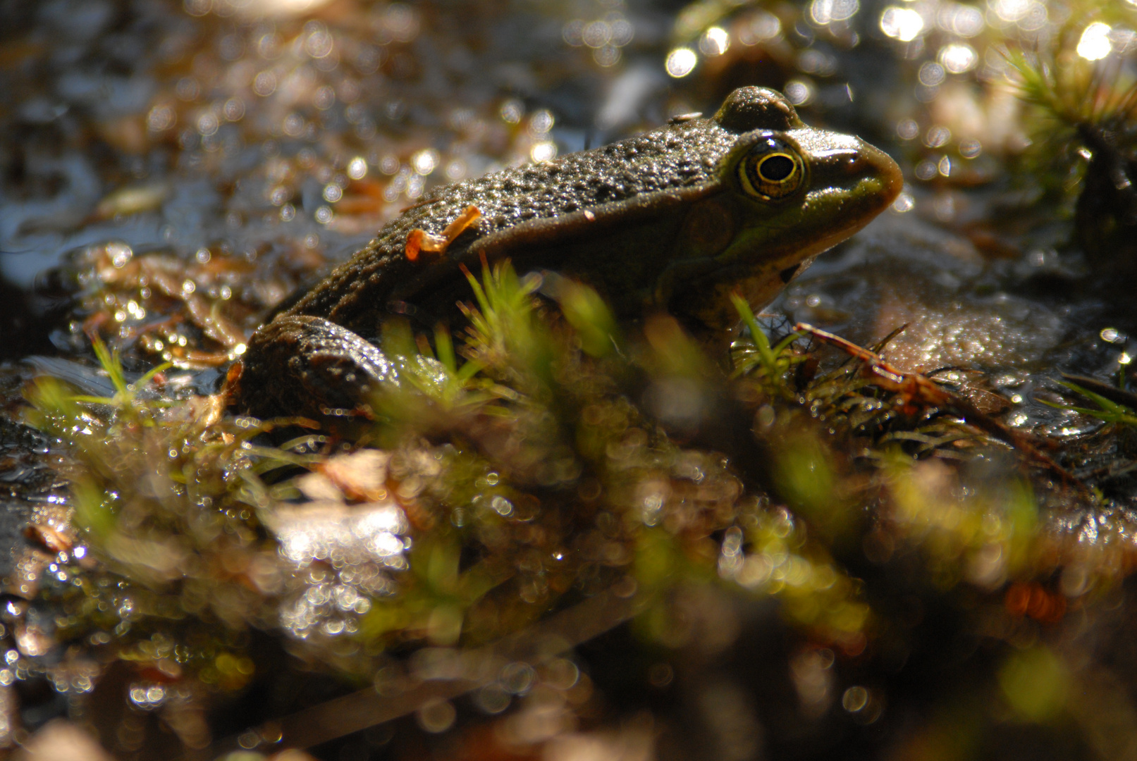 Frosch