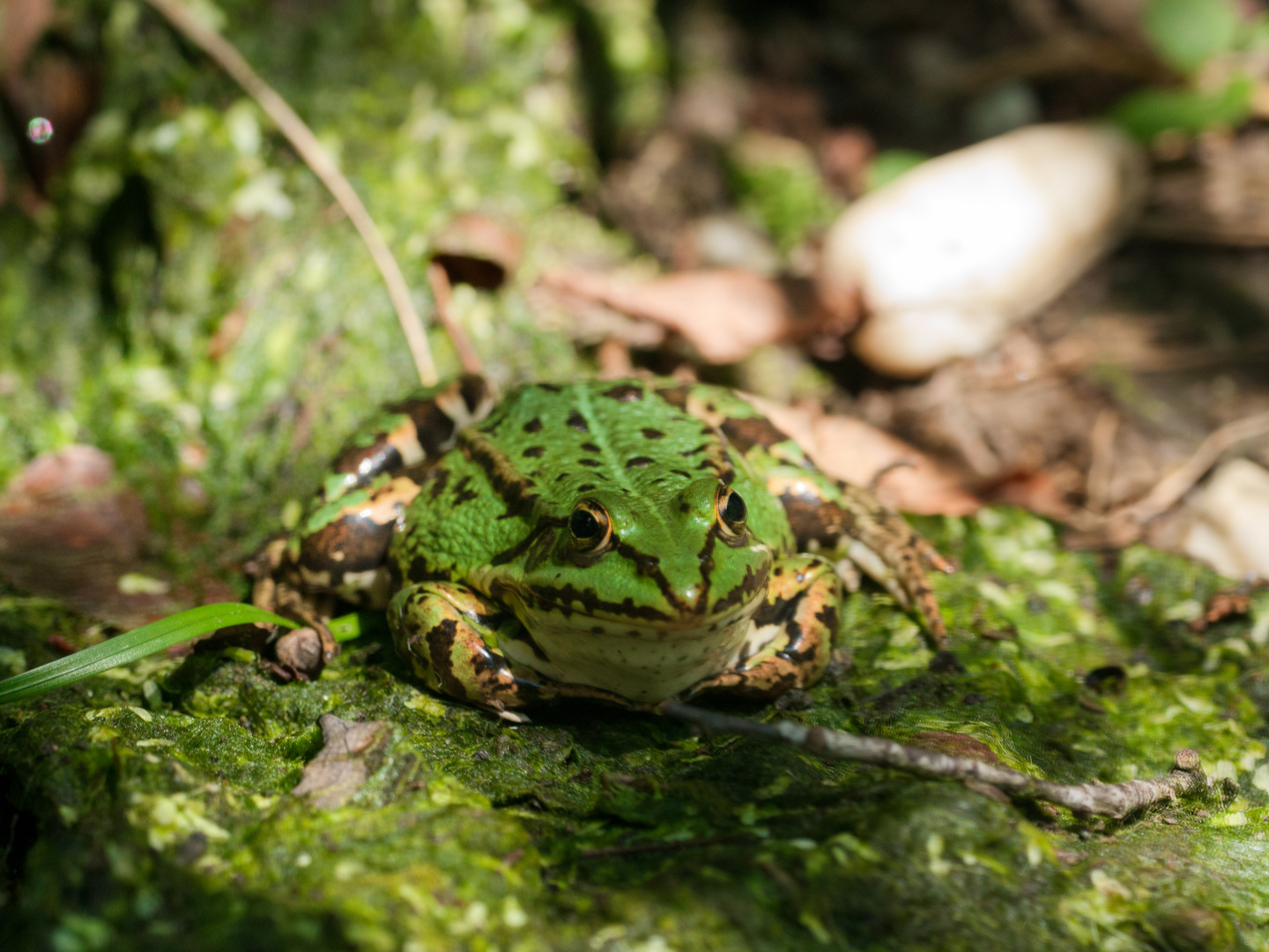 Frosch