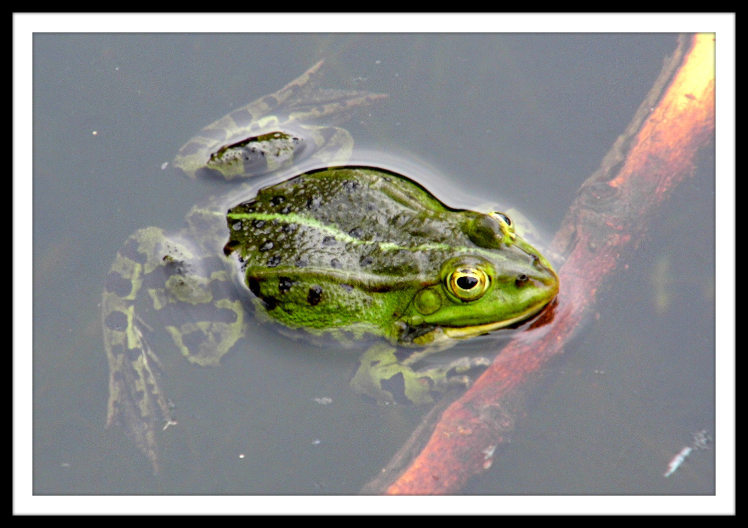 frosch