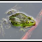 frosch