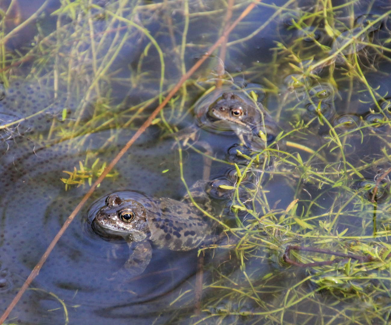 Frosch 