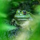 Frosch