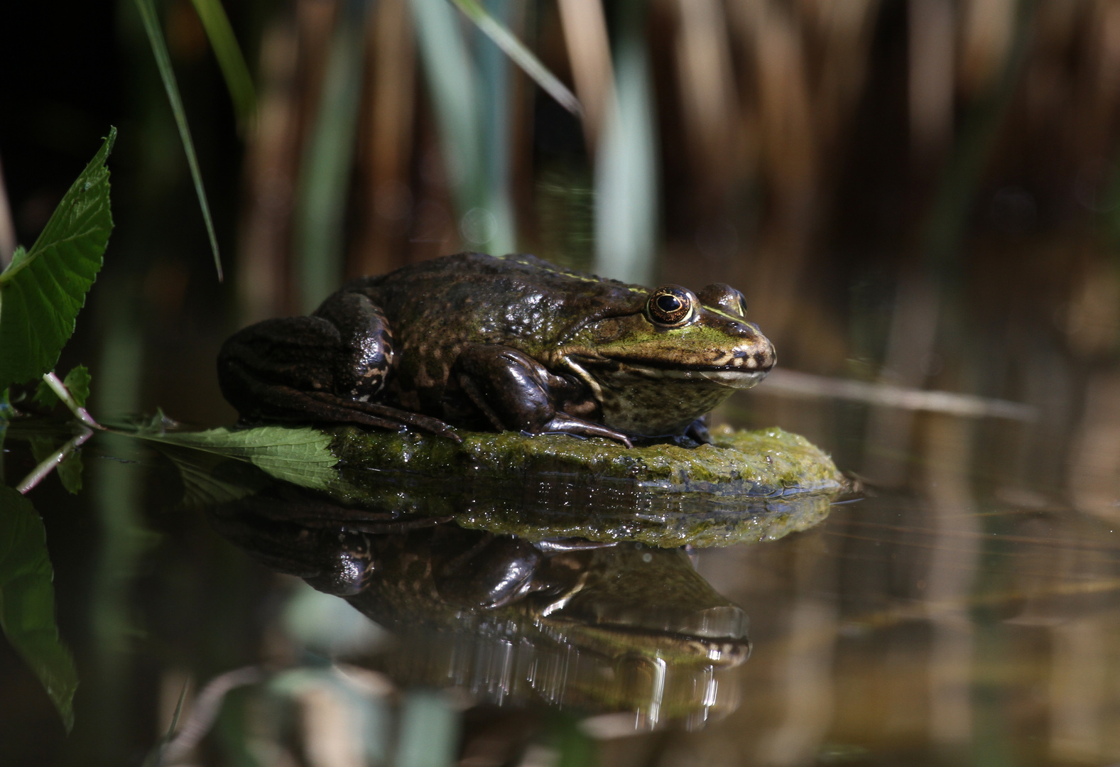 Frosch