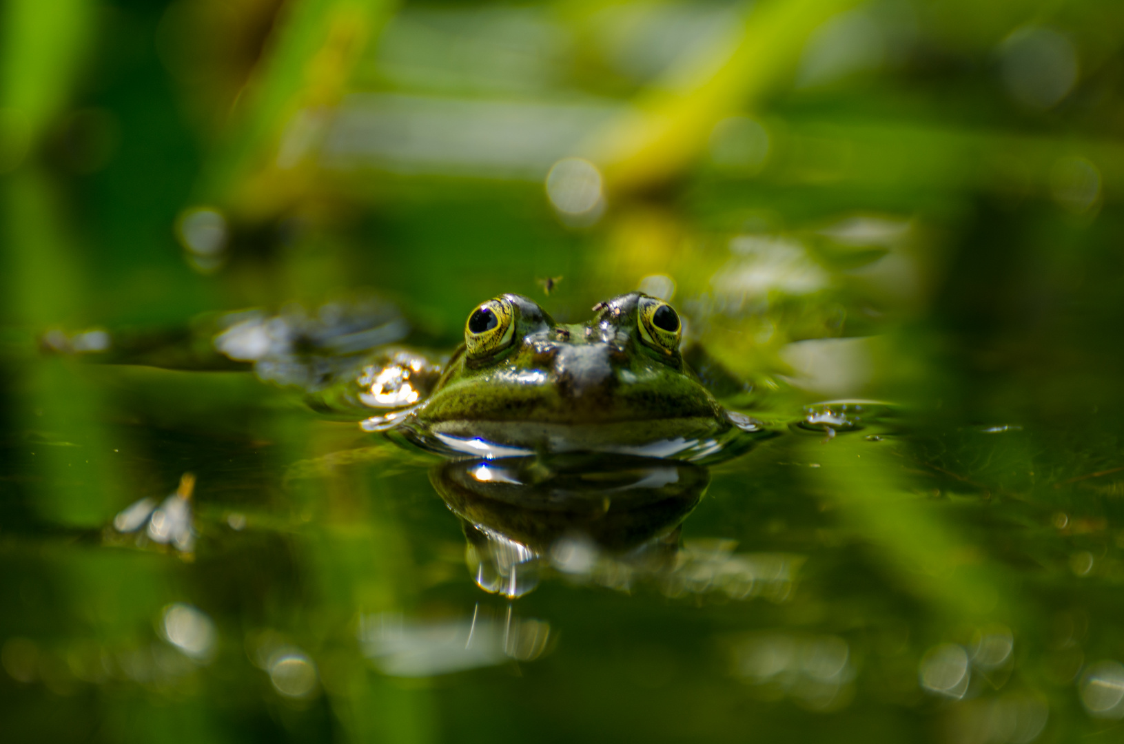 Frosch