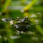 Frosch