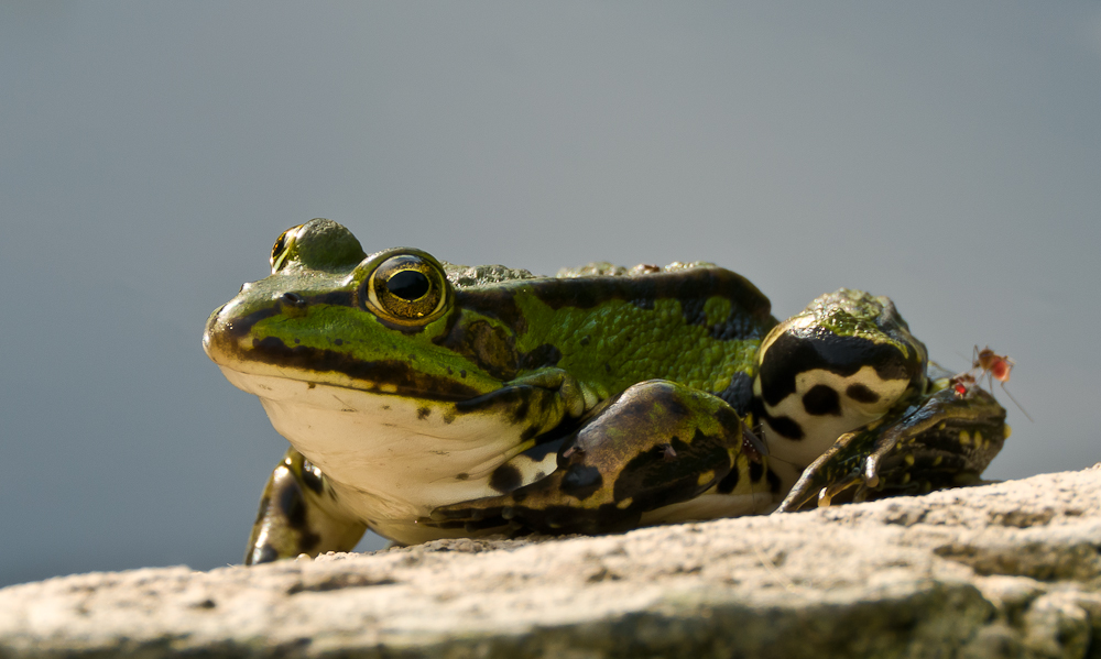 Frosch