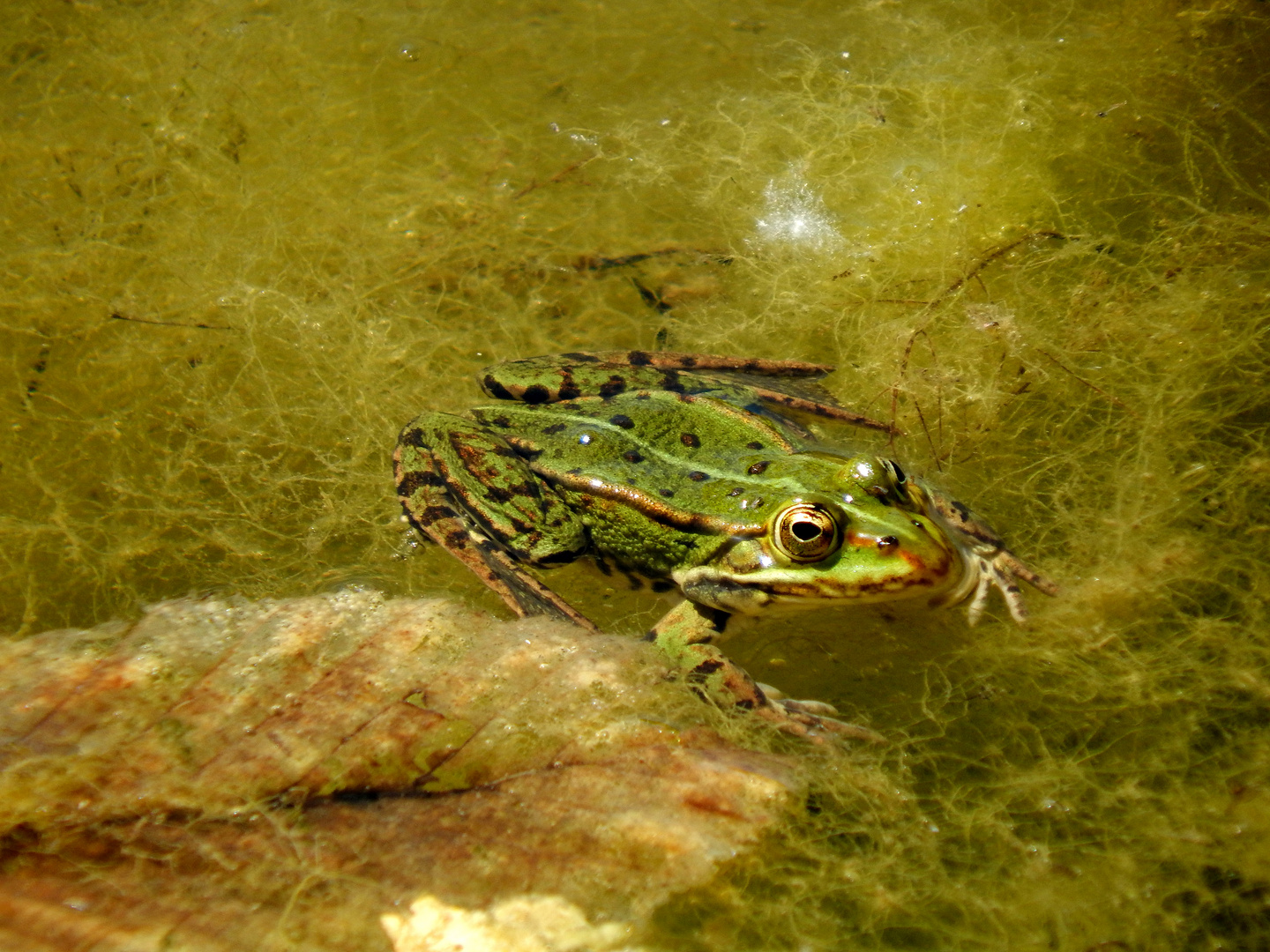 Frosch