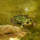 Frosch