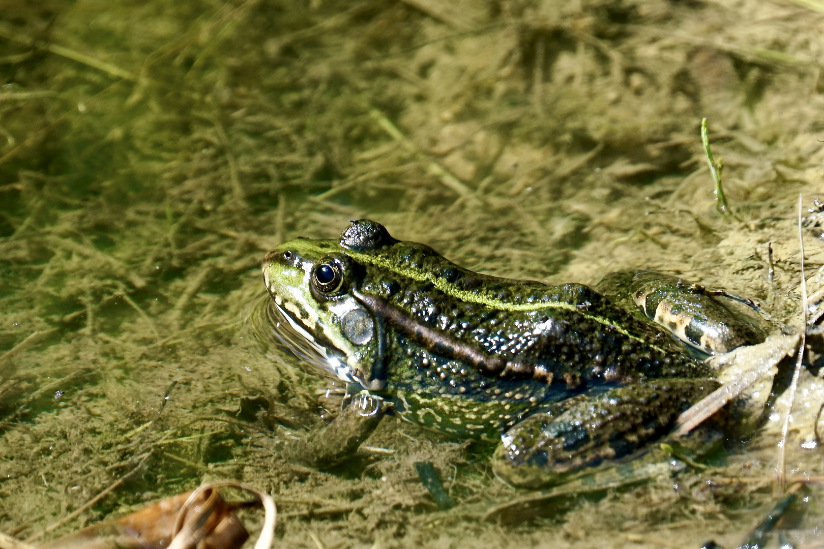 Frosch