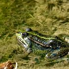 Frosch