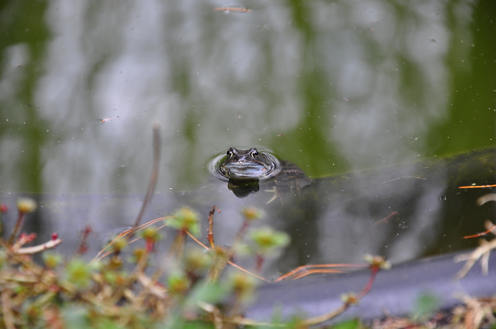 Frosch