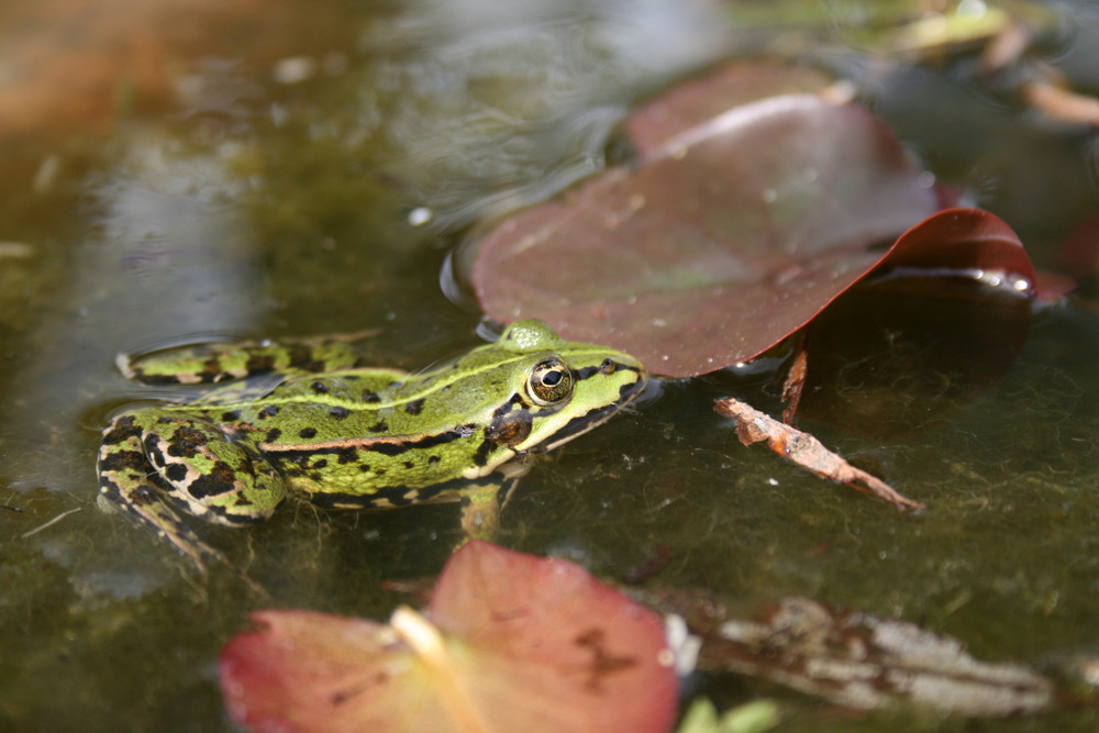 Frosch