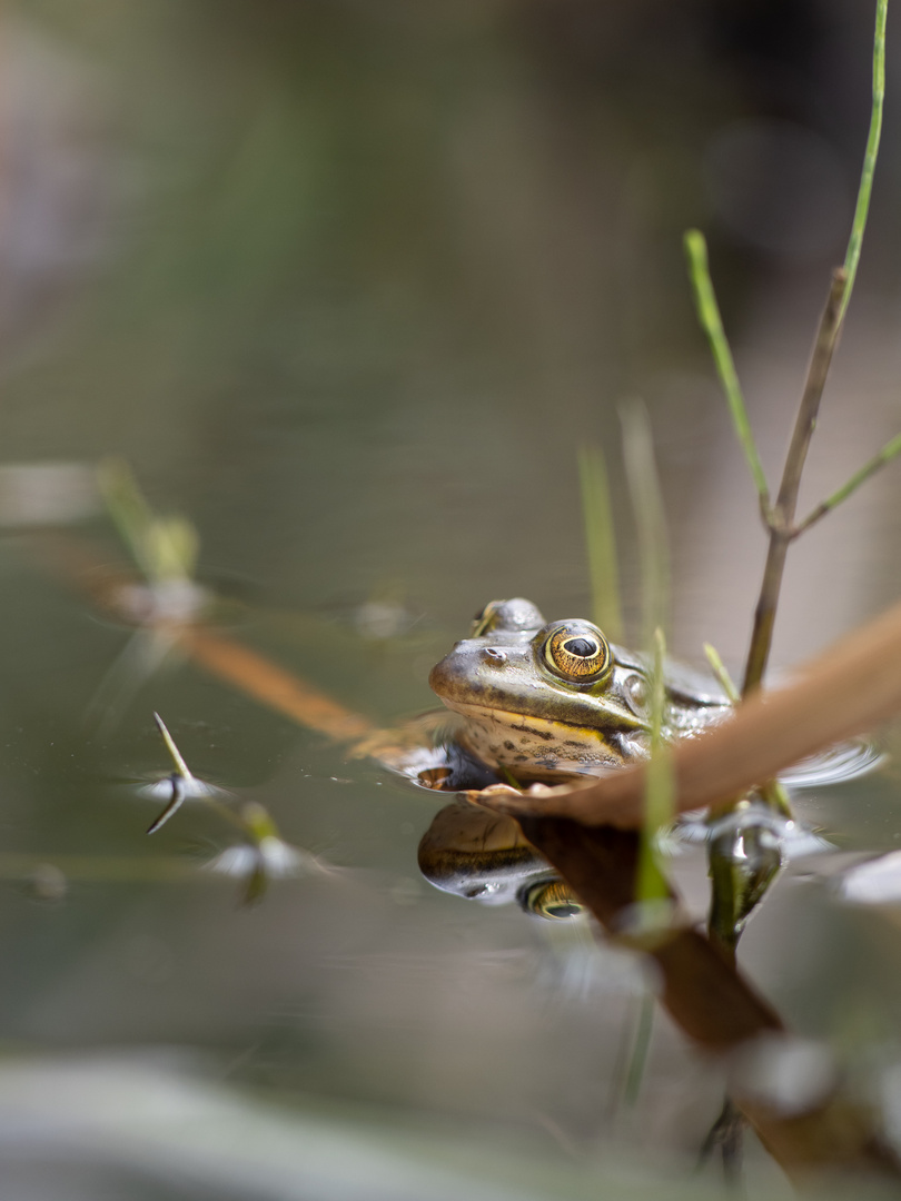 Frosch-Chillen