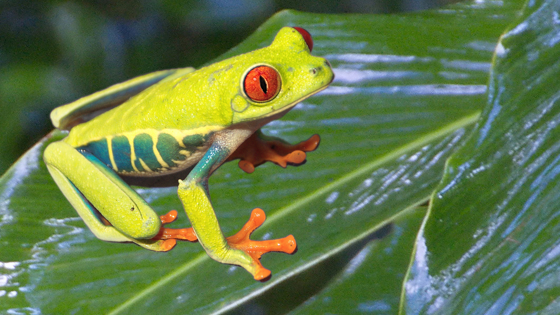 Frosch (Costa Rica)