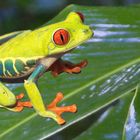 Frosch (Costa Rica)