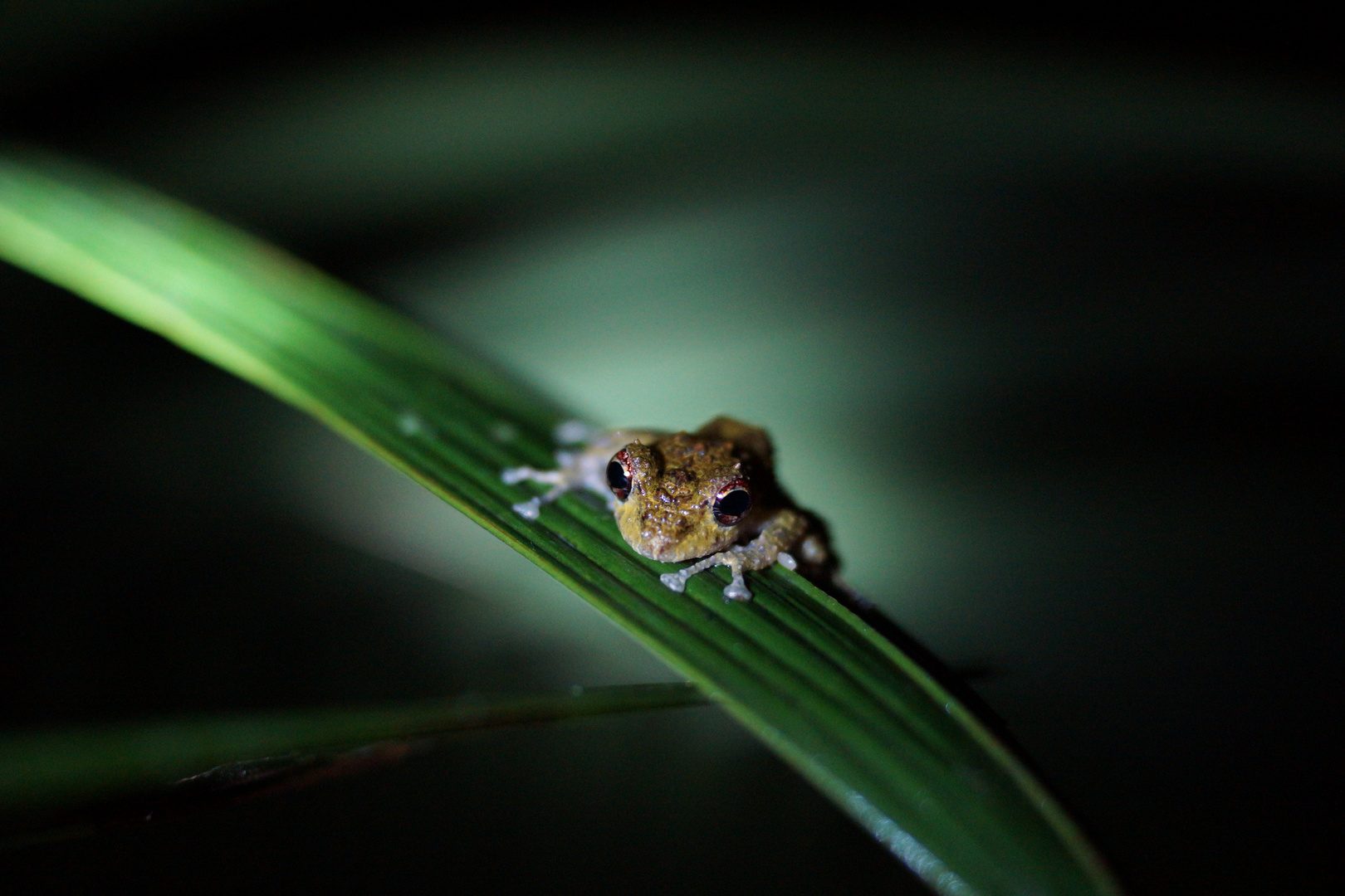 Frosch - Costa Rica