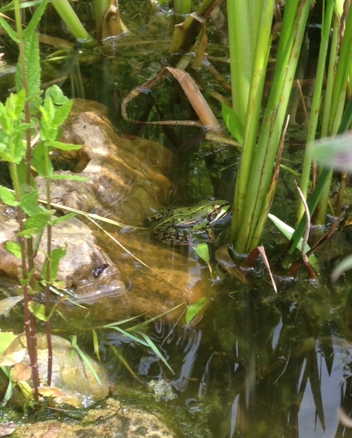 Frosch