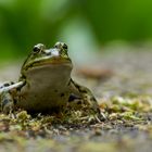 Frosch