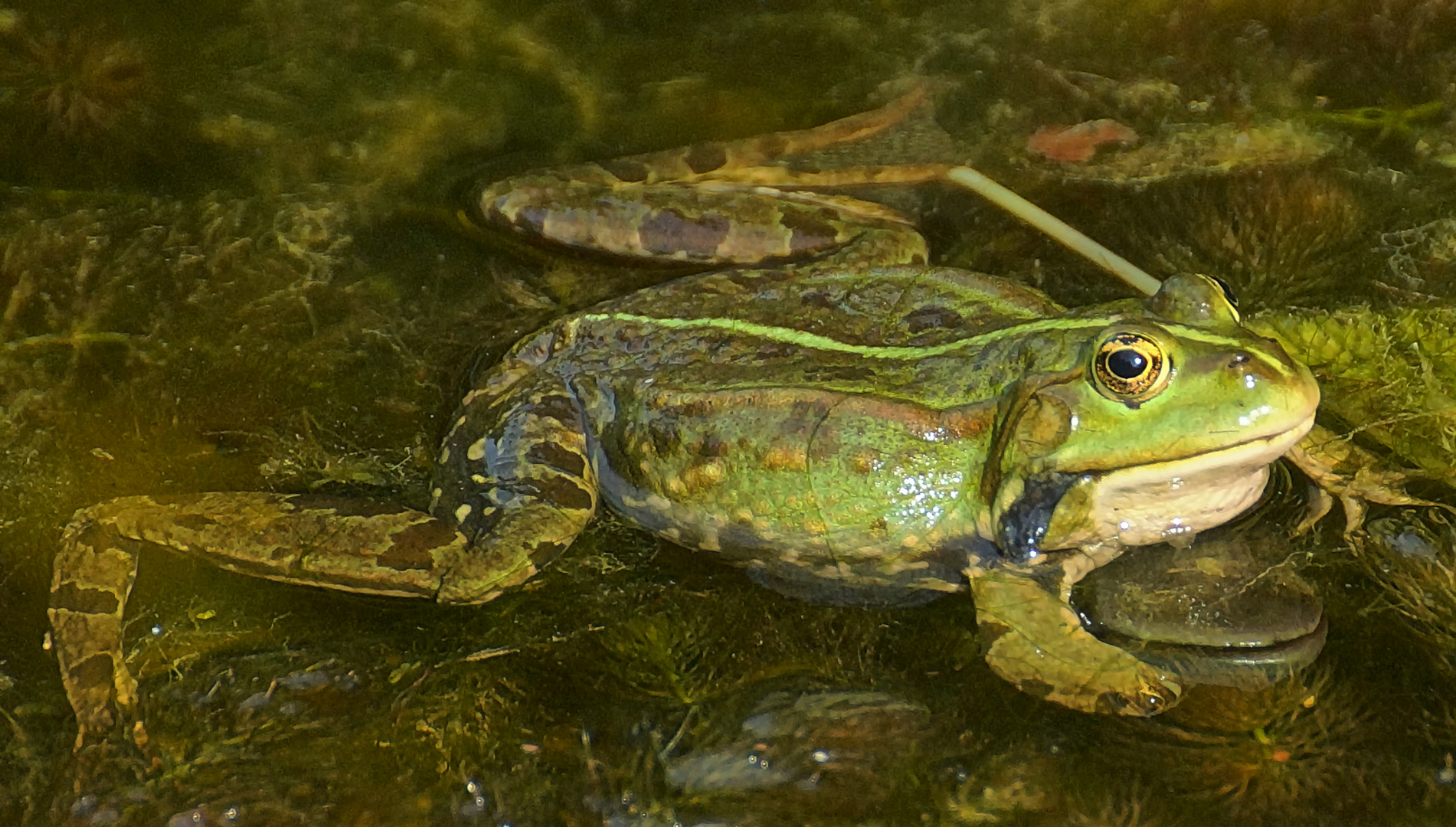 Frosch