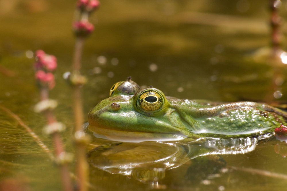 Frosch