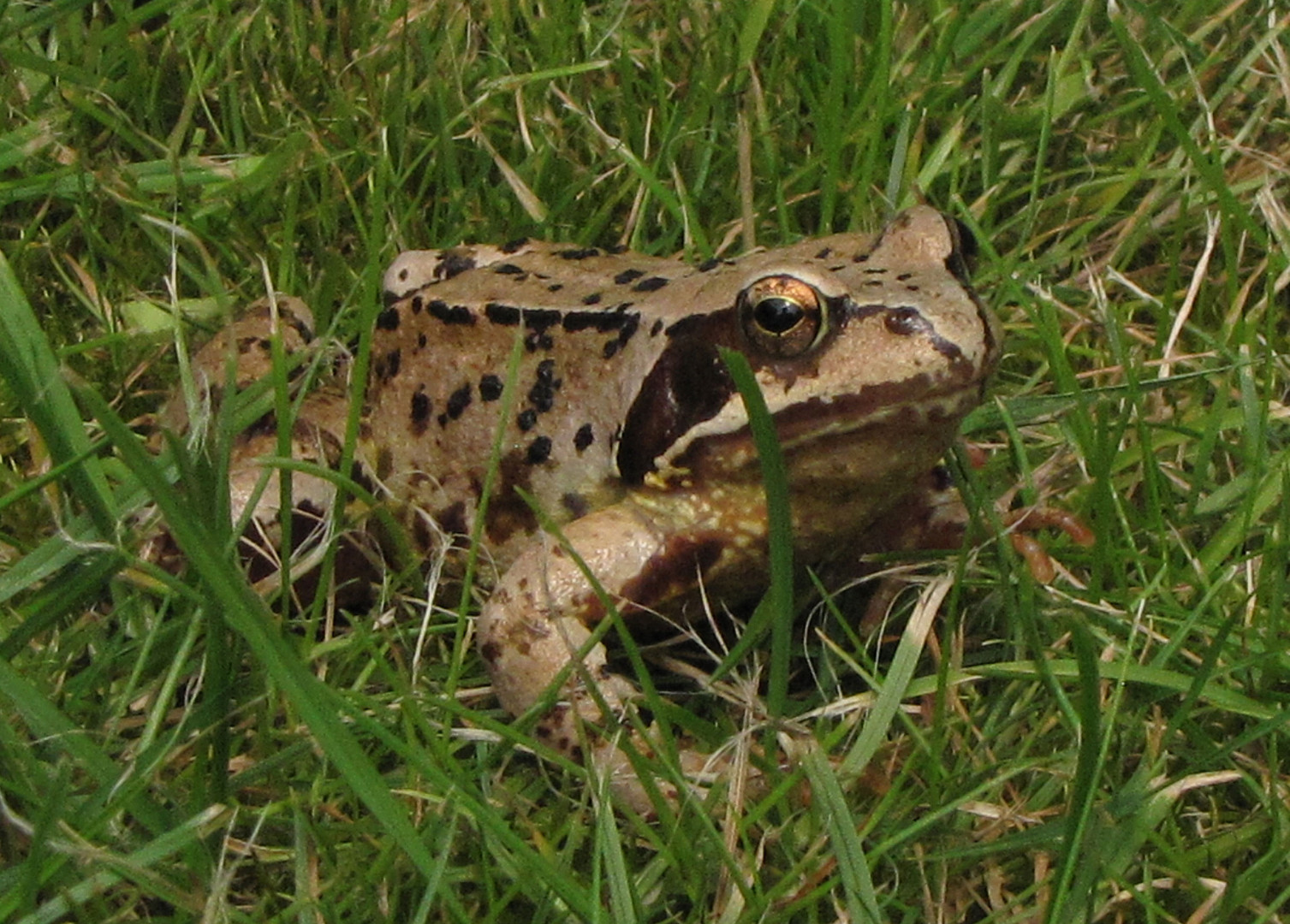 Frosch