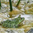 Frosch