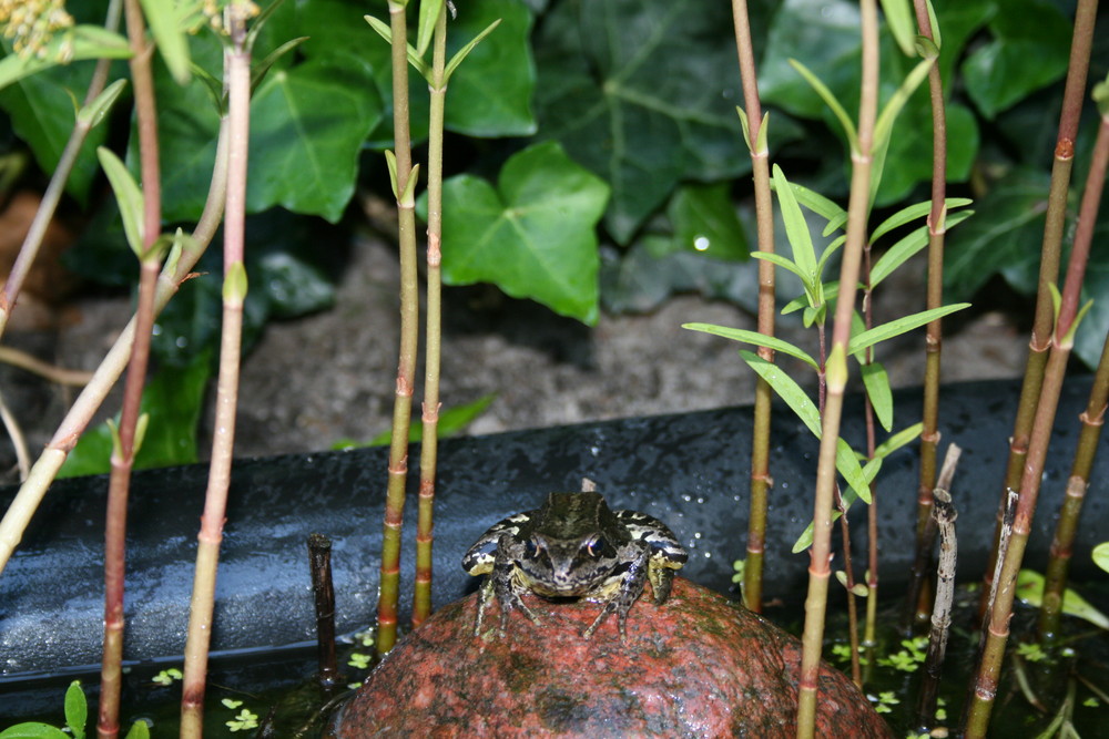 Frosch