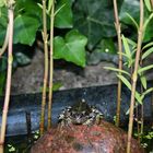 Frosch