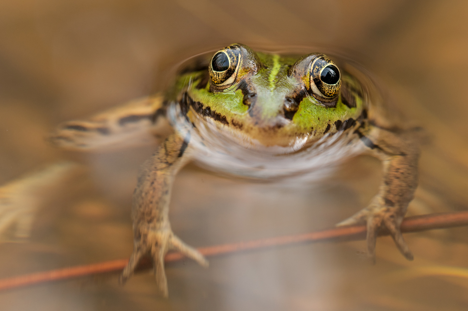 Frosch