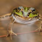 Frosch