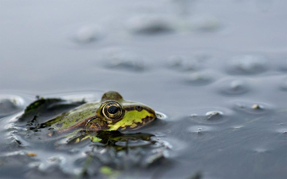 Frosch