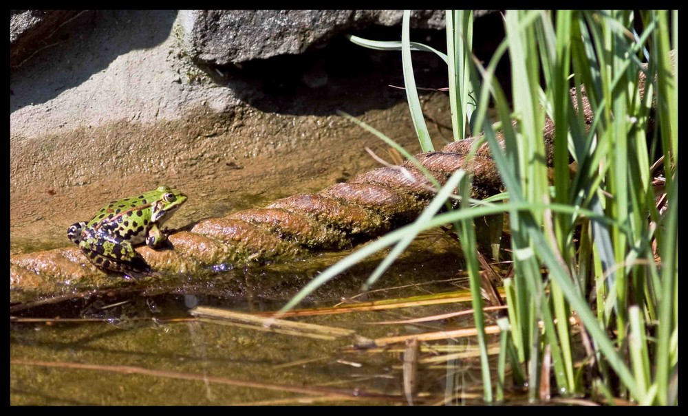 Frosch