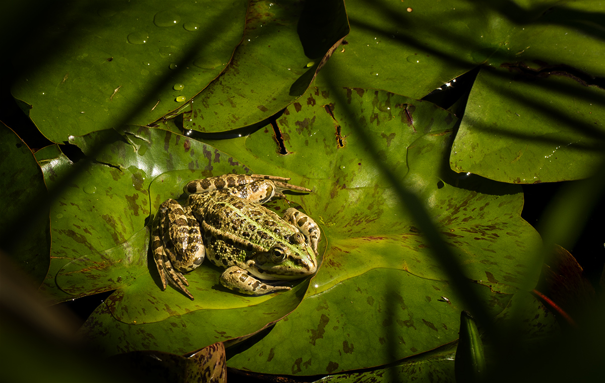 Frosch