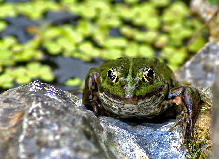 Frosch