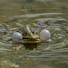 Frosch - da bläst er ......