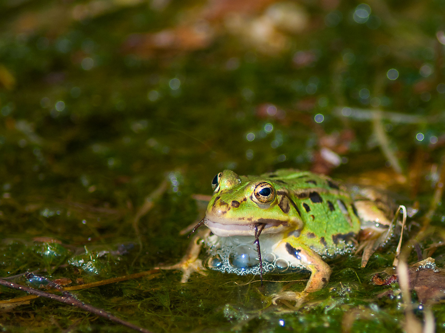 Frosch