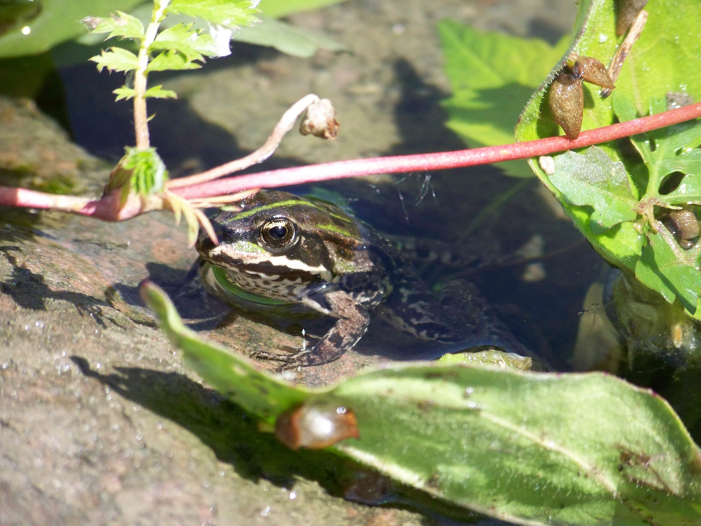 Frosch