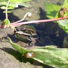 Frosch